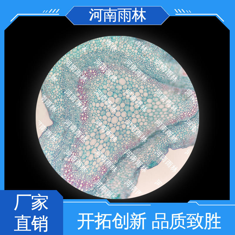 雨林教育工程 植物切片 售后无忧 颜色鲜亮 源头工厂