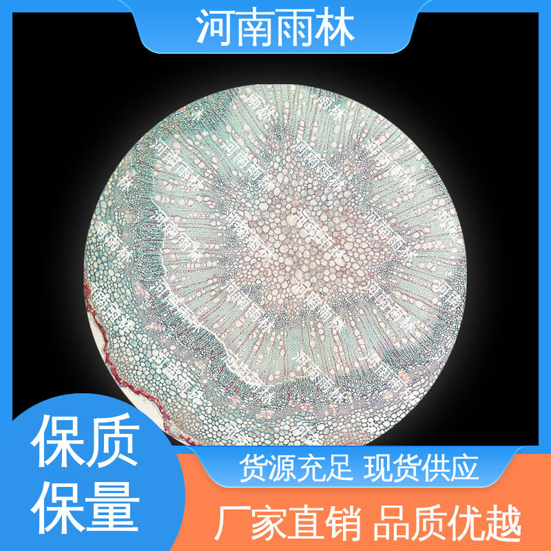 可后期加工 支持定制 一对一质检 病害标本 雨林教育