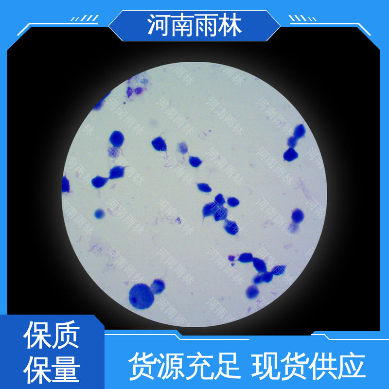 雨林教育 植物切片 个性化定做 可后期加工 细胞清晰