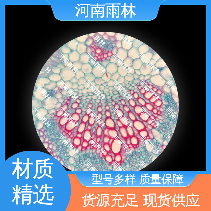 雨林教育工程 细胞清晰 可后期加工 支持定制 实验切片