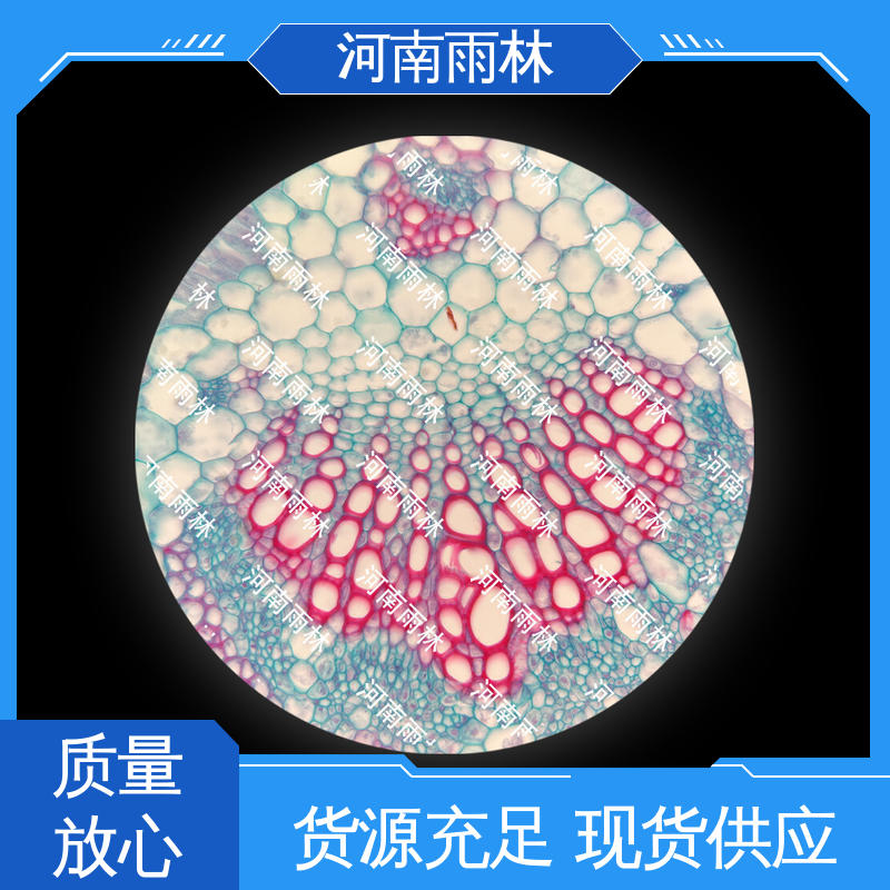 雨林教育工程 植物标本 质量优 颜色鲜亮 源头工厂