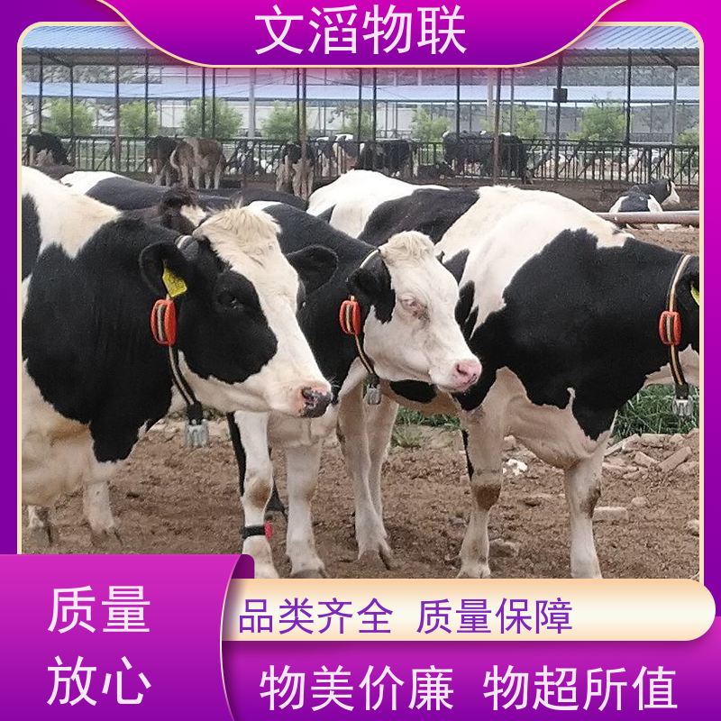 文滔物联 猪B超 动物发情监测GPS定位计步器 好品质有保障 