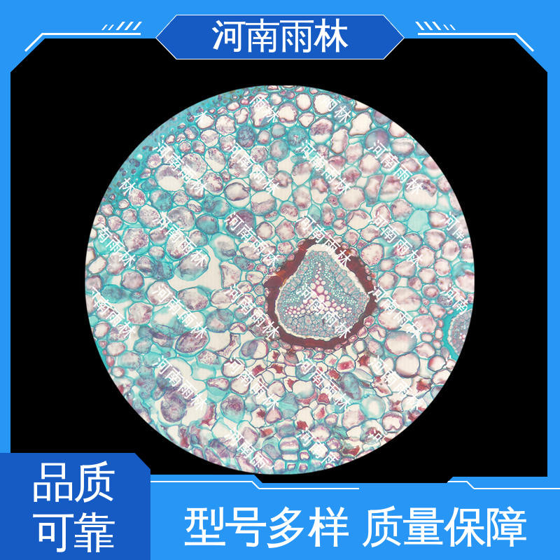 雨林教育工程 质量保障 个性化定做 可后期加工 各类标本