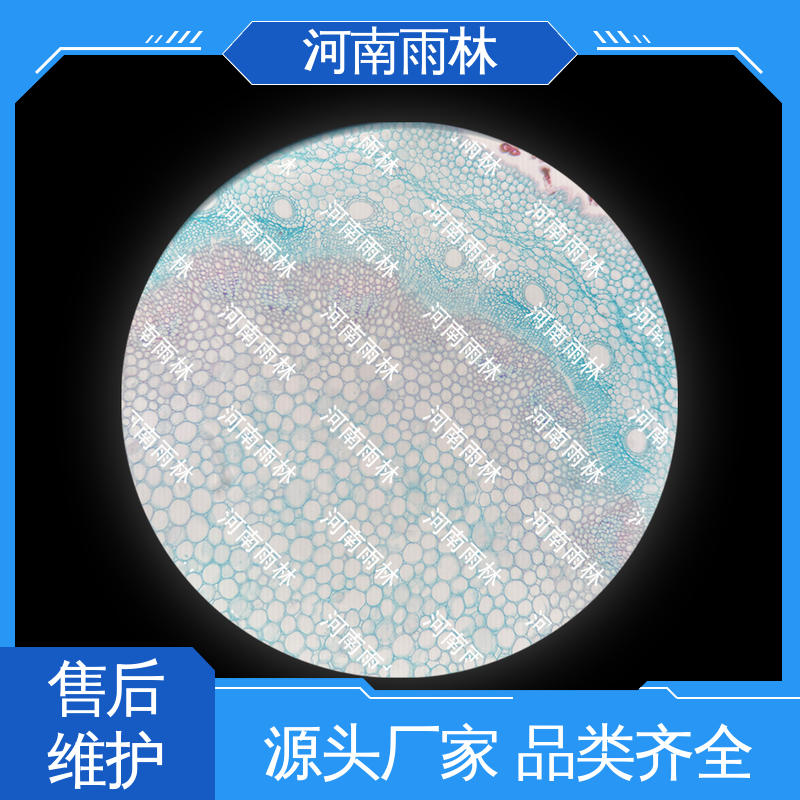 雨林教育 个性化定做 颜色鲜亮 可后期加工 病害标本