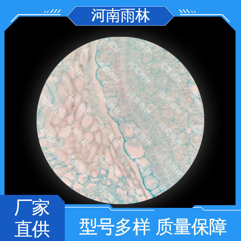 可后期加工 个性化定做 显微切片 颜色鲜亮 雨林教育工程