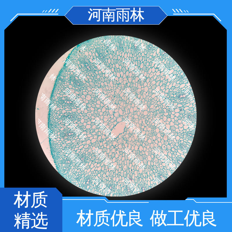 雨林教育工程 病害标本 专业 可后期加工 一对一质检
