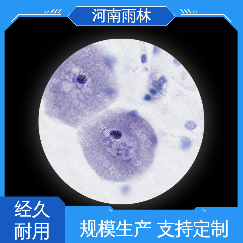 雨林教育工程 可提供材料 植物标本 质量保障 个性化定做