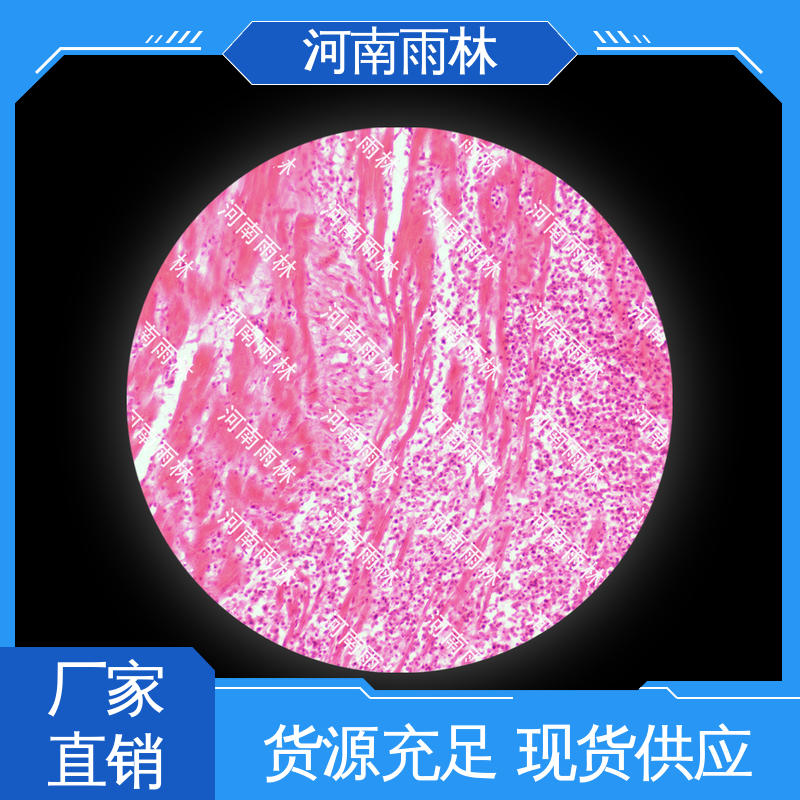 可定制 植物标本 一对一质检 个性化定做 雨林教育