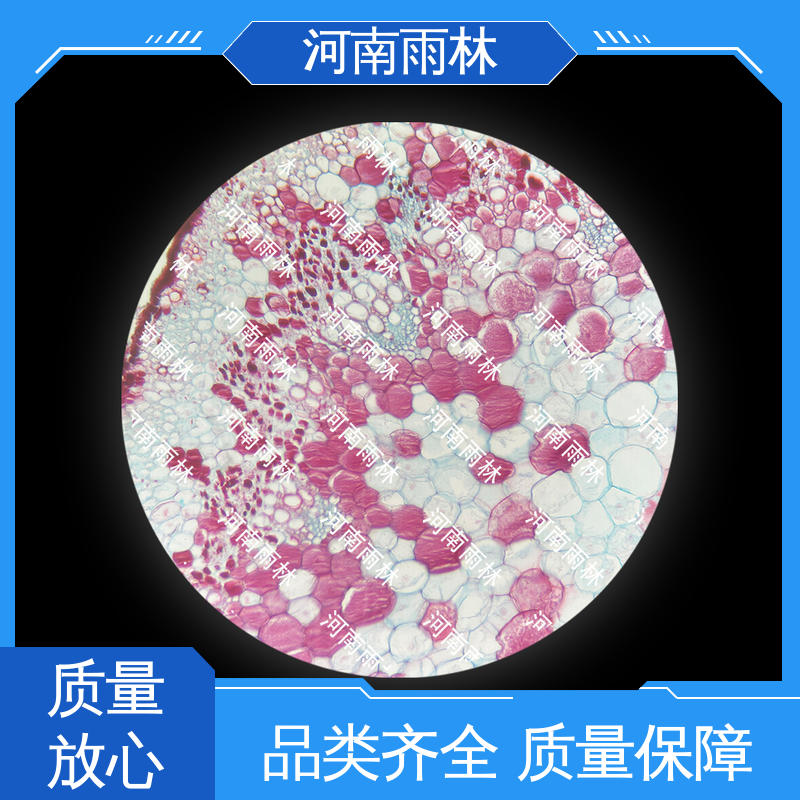 雨林教育工程 品质优良 个性化定做 性价比高 生物切片