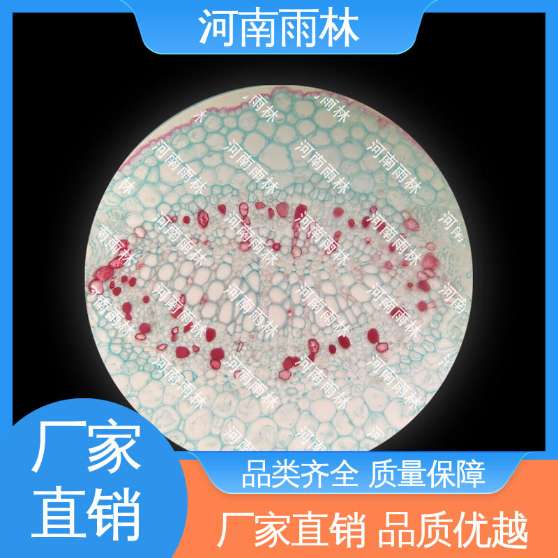 雨林教育工程 厂家销售 可定制 病害标本 细胞清晰