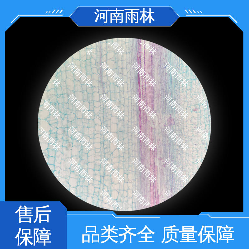 质量优 细胞清晰 植物标本 支持定制 雨林教育工程