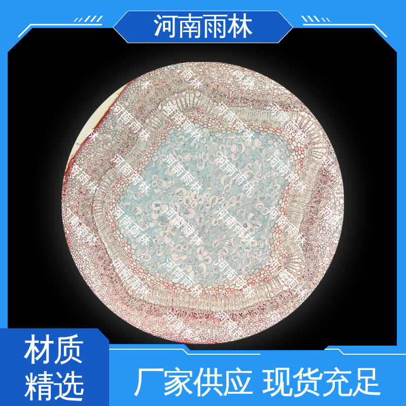 实验标本 切片安全 性价比高 源头工厂 雨林教育工程