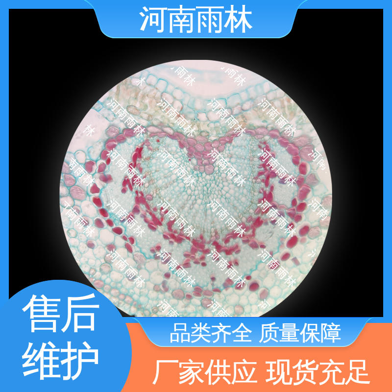 细胞清晰 源头工厂 教学切片 性价比高 雨林教育工程