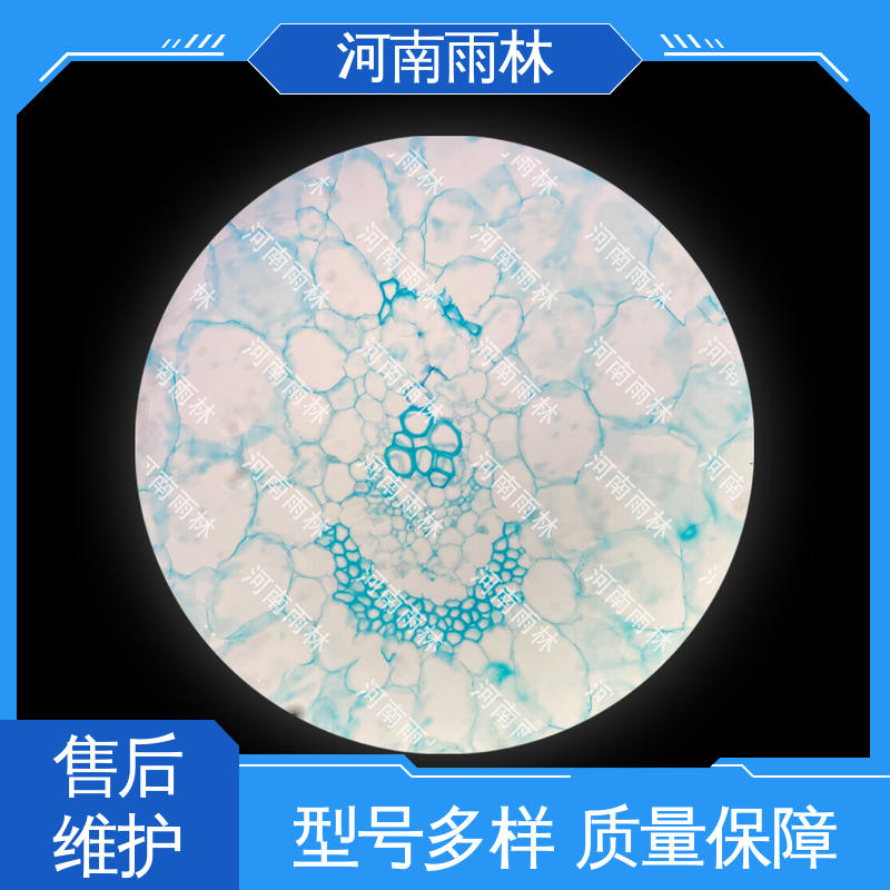 显微标本 售后无忧 支持定制 颜色鲜亮 雨林教育