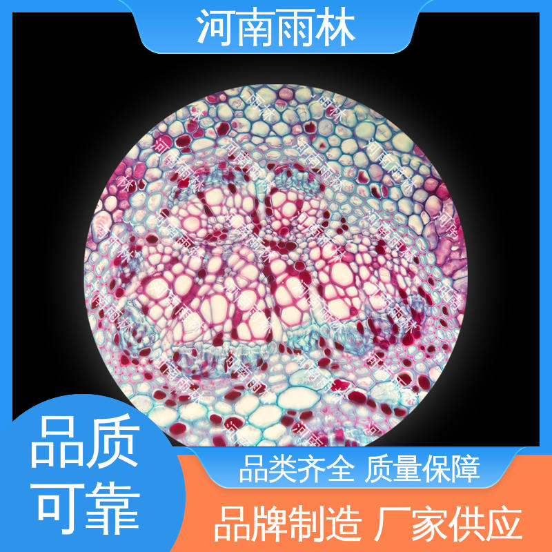 雨林教育工程 实验标本 支持定制 细胞清晰 可后期加工