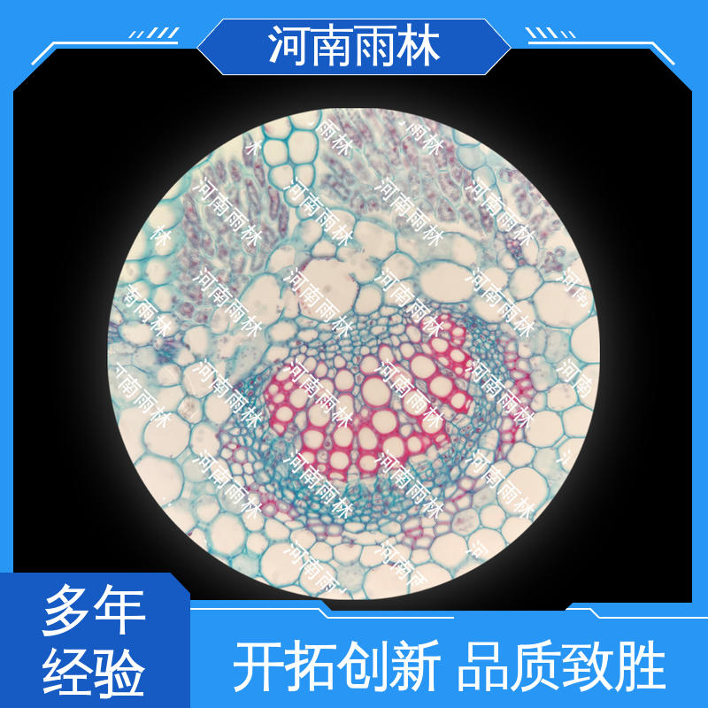 雨林教育工程 细胞清晰 显微标本 个性化定做 质量优