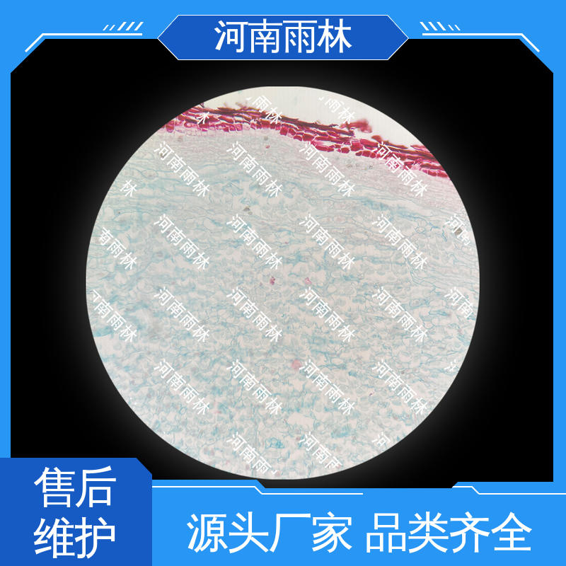 雨林教育工程 实验标本 品质优良 个性化定做 可后期加工