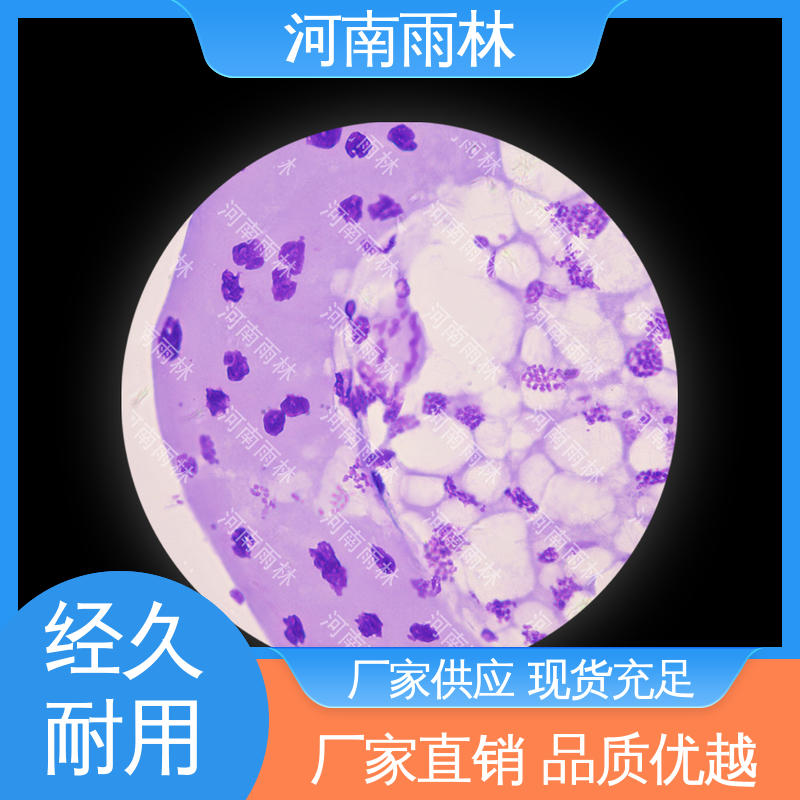 雨林教育 源头工厂 可后期加工 各类标本 颜色鲜亮