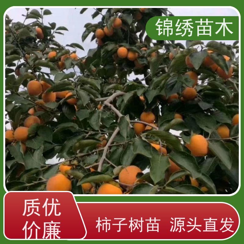 柿子苗 嫁接口高度1-2.3米 粗0.8-2cm 以上通货 柿子树苗 多规格可选