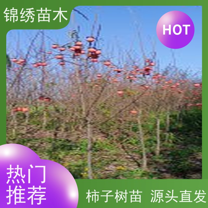 柿子树苗出售 当年苗 定杆柿子苗规格齐全 绿化用柿子树 种植基地直发