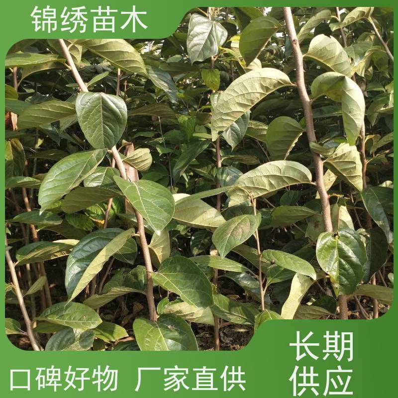 嫁接火柿子苗 根系粗壮旺盛甜柿子树苗 2-6年生牛心柿子 柿饼专用苗