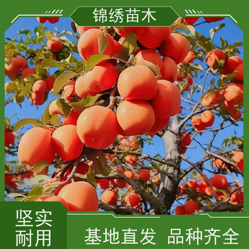 大秋太秋柿子苗 2年生水果脆柿子树苗 脆甜多汁 适合南北方种植栽培