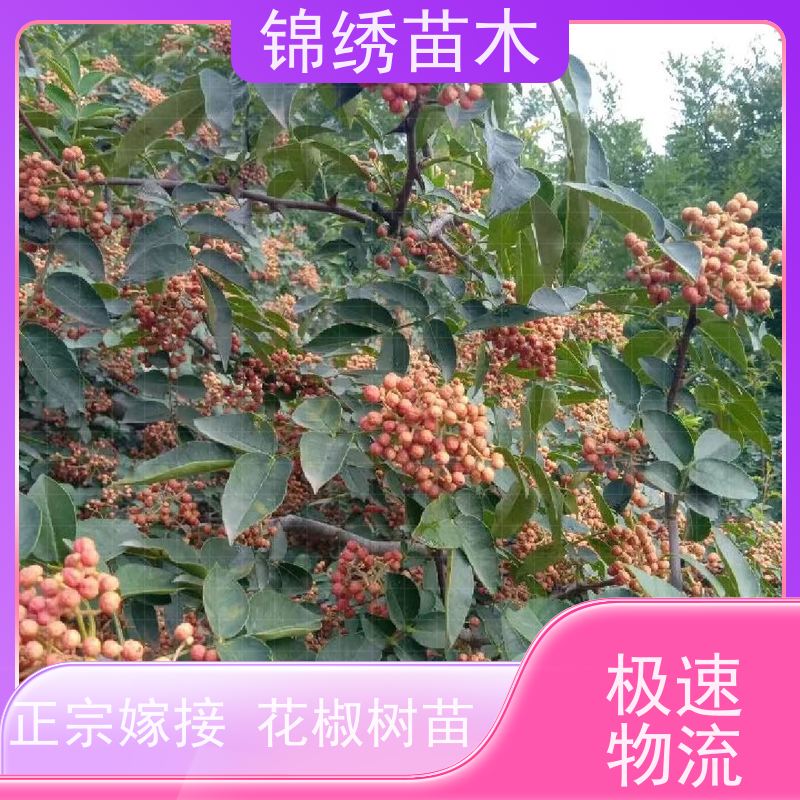 花椒苗基地 专业苗圃 嫁接无刺花椒树苗树冠层次有别 品种树性多样化
