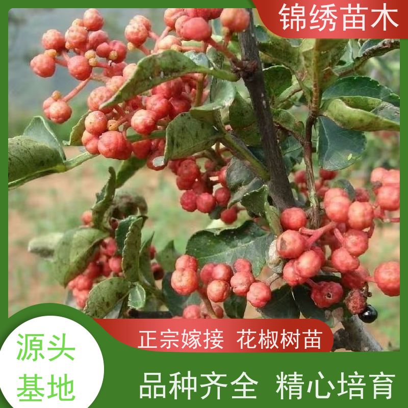 万亩田苗圃 花椒苗 大红袍无刺狮子头花椒树苗 耐涝抗旱 根系发达苗壮
