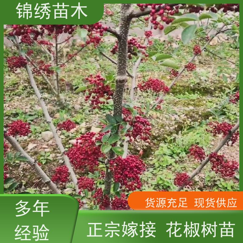 大红袍花椒苗 0.5-2cm 以上通货 无刺花椒树苗 树冠层次有别 种植苗圃