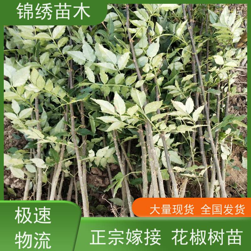 花椒苗 嫁接无刺大红袍 花椒树苗种植 品种规格齐全多选 基地直发