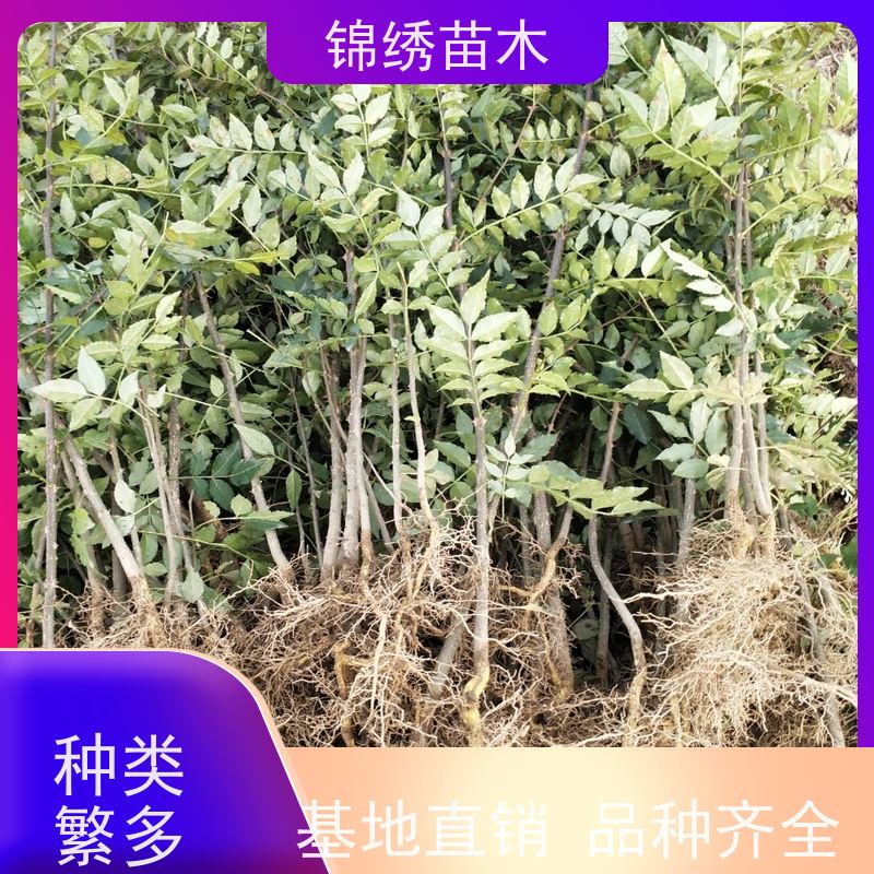 大红袍狮子头花椒苗 食用花椒树苗 青花椒 次年结果大花椒树裸根杯苗