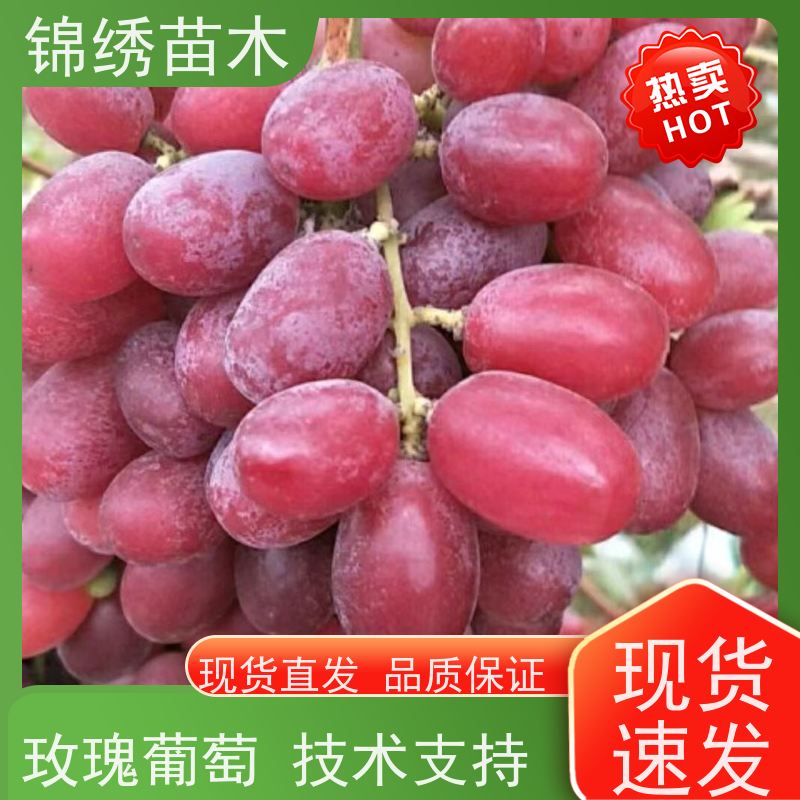 阳光玫瑰红提葡萄苗 专业培育适应南北方种植的葡萄品种 因地制宜