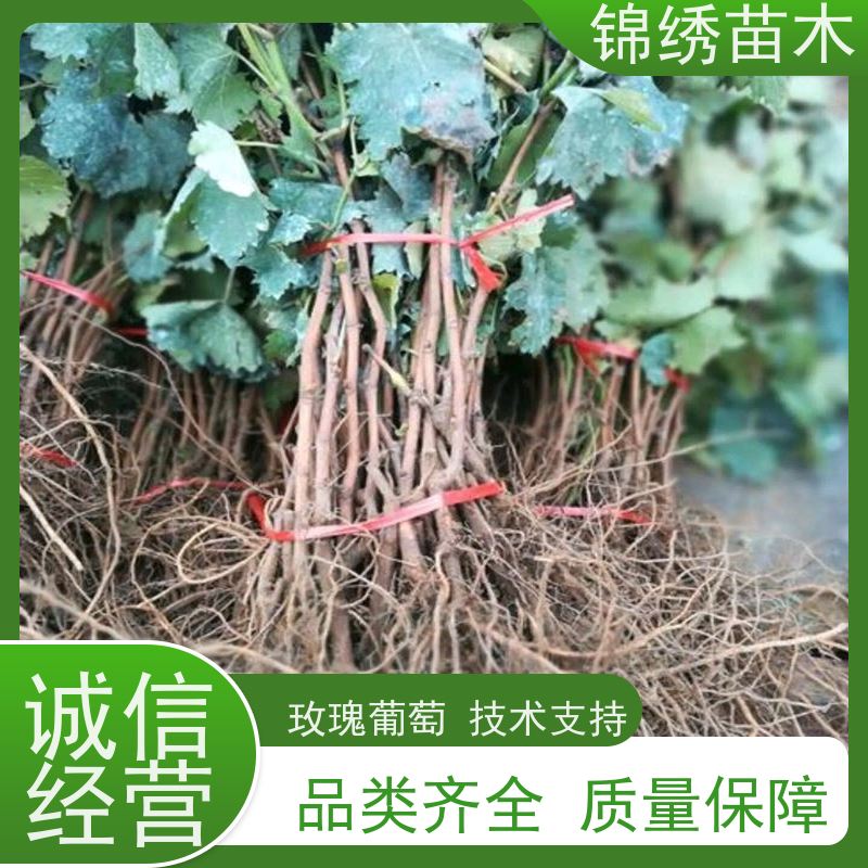 基地出售巨峰户太葡萄苗 葡之梦 浪漫红颜葡萄树苗 当年结果大葡萄树
