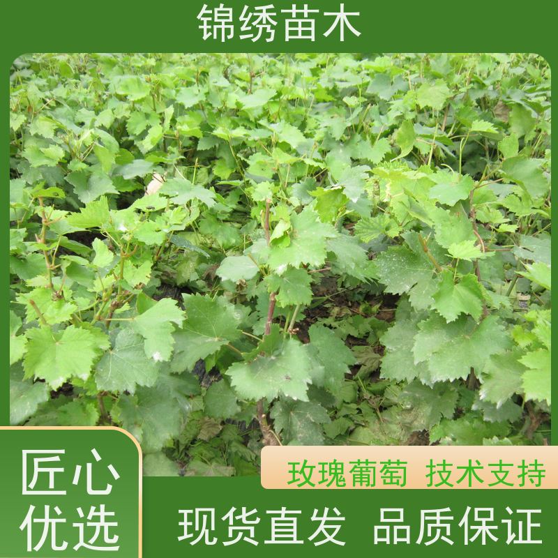 葡萄苗 扦插苗嫁接苗 夏黑红提阳光玫瑰葡萄树苗 当年栽植 次年见果