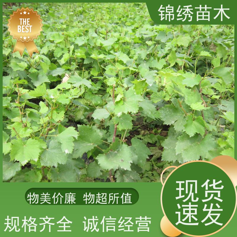 巨峰户太葡萄树苗 红提阳光玫瑰 无核红宝石葡萄苗 根系发达基地发货