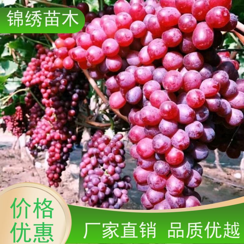 万亩田 葡萄苗 甜蜜蓝宝石阳光玫瑰巨峰户太 规格齐全 现挖现卖直发
