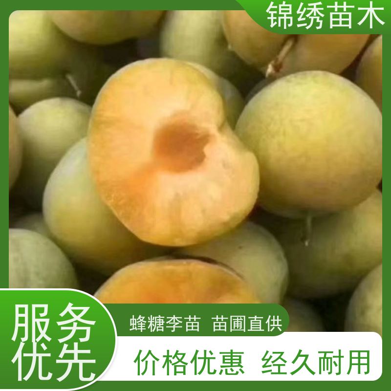 脆红李 青脆李 蜂糖李子苗 嫁接李子树苗批发 锦绣苗木产地大量供应