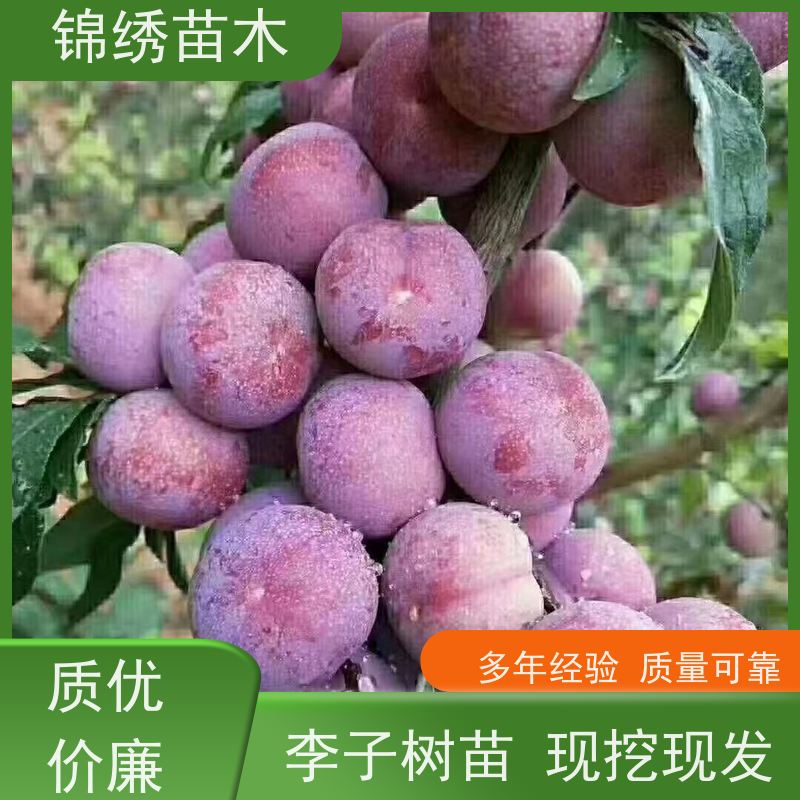 品种李子树苗 易成活肉硬核小口感酸甜 短枝结果青脆李子苗易早丰产