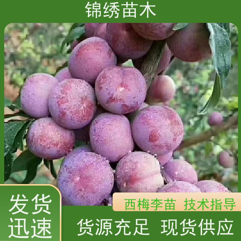 杏李恐龙蛋 风味玫瑰李子苗 味帝李子树苗品种介绍 丰产性强次年结果