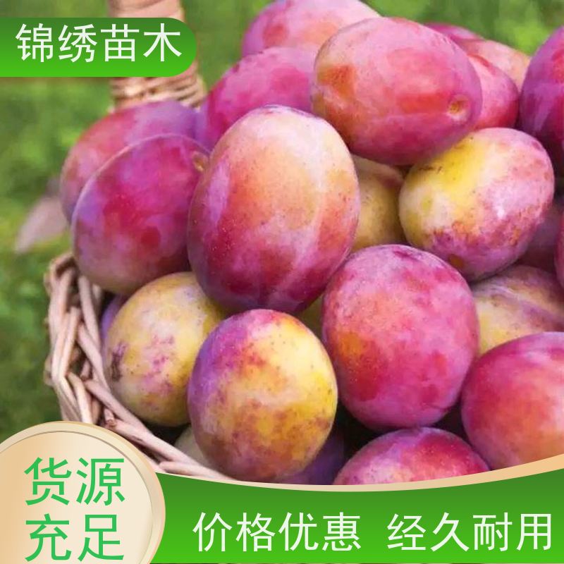 西梅李子苗法兰西 杏李恐龙蛋李子树苗青脆李蜂糖李子树 产地直发