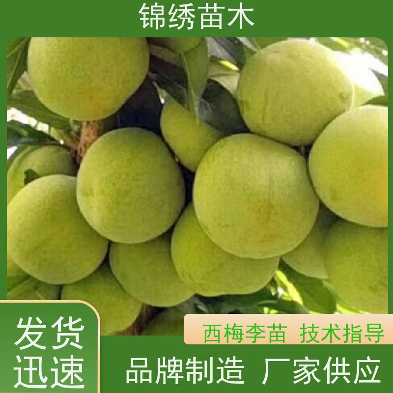 蜂糖李子树苗 青脆李 脆红李子苗 产地直发 根系发达健壮发货迅速2天