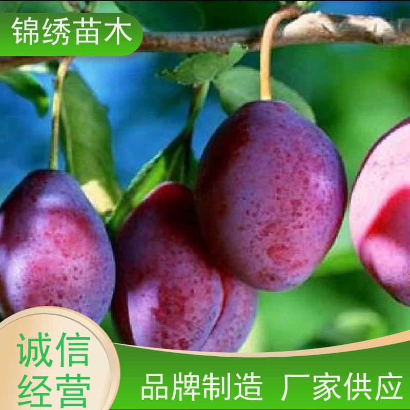 法兰西西梅李子苗 红、蓝、金西梅李子树苗大量供应批发 规格齐全