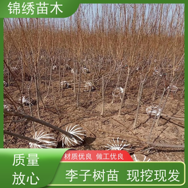 早熟李子树苗产地 蜂糖李 西梅李 青脆李子苗 易成花次年结果 现货直发