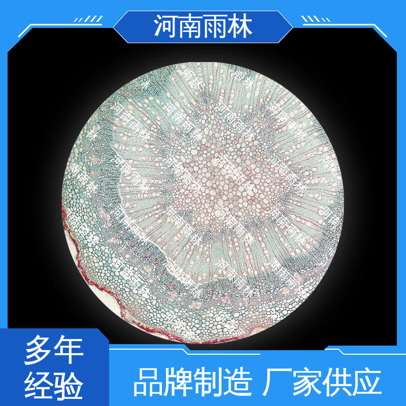 雨林教育工程 可定制 颜色鲜亮 源头工厂 实验标本