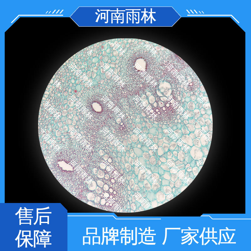 个性化定做 实验切片 性价比高 细胞清晰 雨林教育