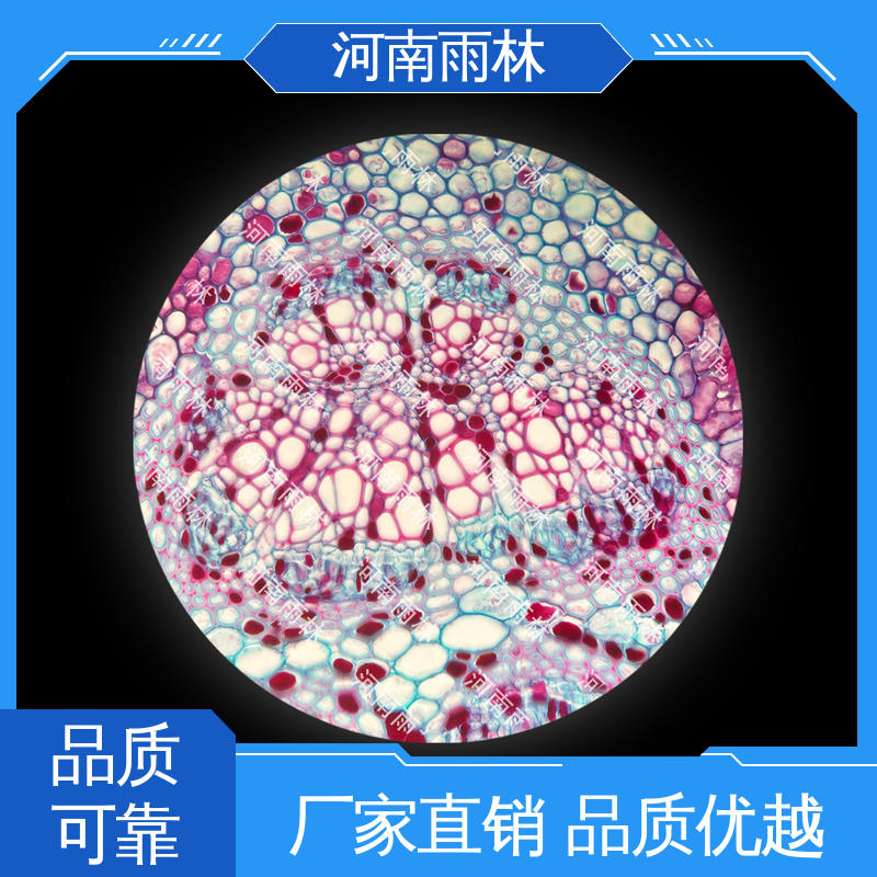 雨林教育工程 细胞清晰 可后期加工 病害标本 厂家销售