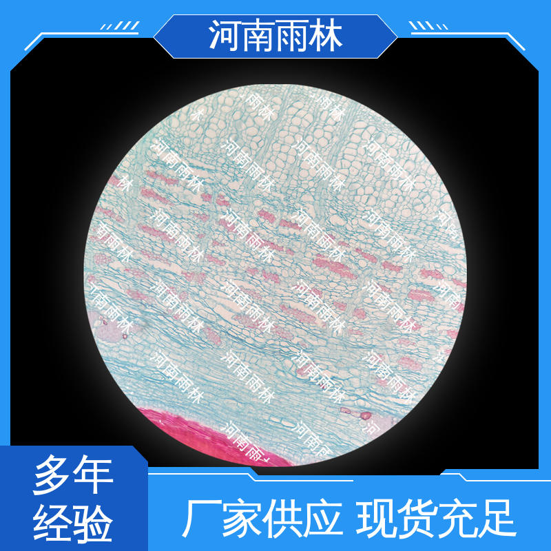 雨林教育工程 颜色鲜亮 源头工厂 性价比高 植物标本