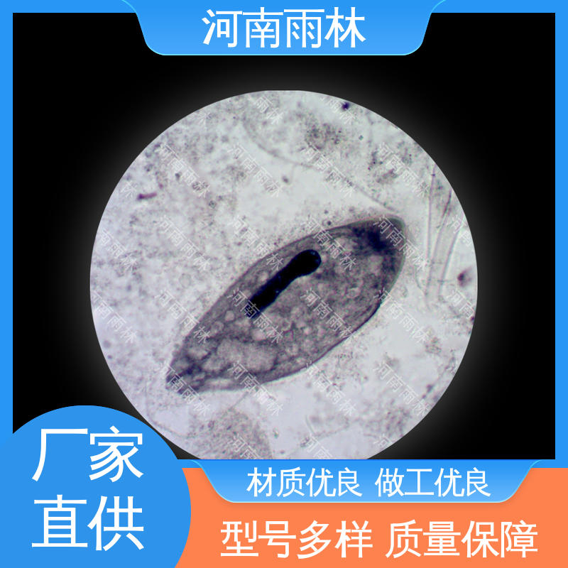 雨林 实验切片 质量保障 个性化定做 可提供材料