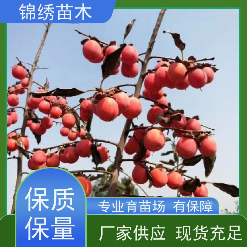 大秋太秋甜柿子苗 抗风能力强 肉质细腻无涩甜味 纤维细长 肉质松脆