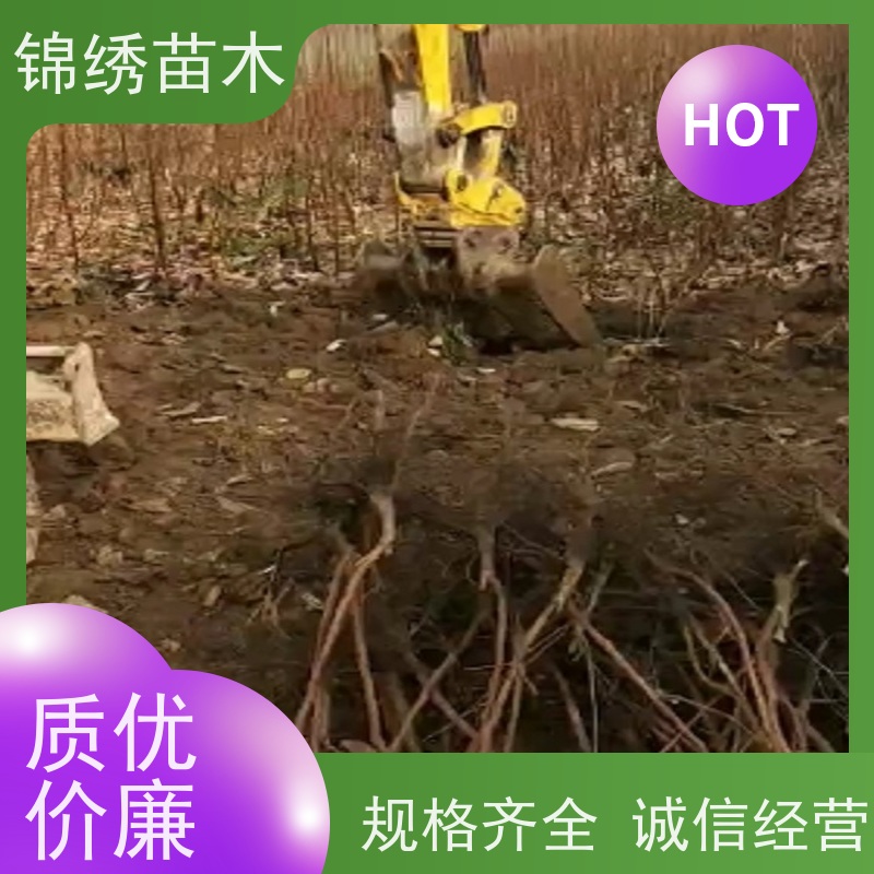 基地培育直发甜柿子树苗 种植当年结果 果园用栽植苗 品种丰富 可批发